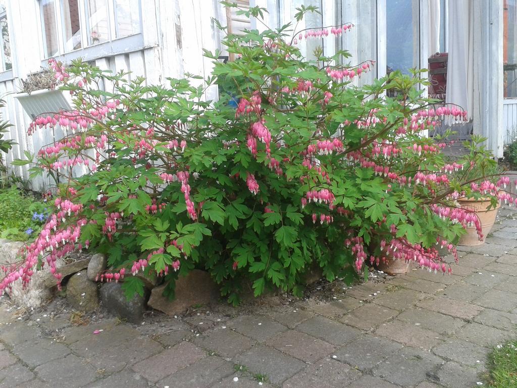 Belvedere B&B Svendborg Zewnętrze zdjęcie